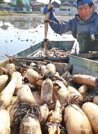 泥田から収穫されたレンコン＝姫路市大津区勘兵衛町１