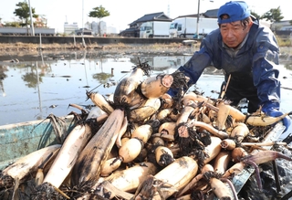 田舟で収穫されたレンコン＝姫路市大津区勘兵衛町１