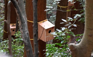 山道沿いの樹上に取り付けられた巣箱＝神戸市灘区の摩耶山