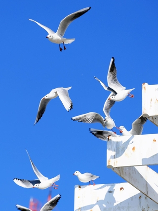 神戸港を飛び交うユリカモメ＝神戸市中央区波止場町