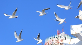 神戸港を飛び交うユリカモメ＝神戸市中央区波止場町