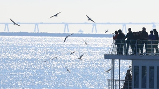 神戸港を飛び交うユリカモメ＝神戸市中央区波止場町