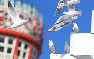 神戸港を飛び交うユリカモメ＝神戸市中央区波止場町