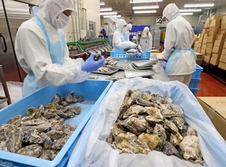 昨シーズンから冷凍保存されていたカキの袋詰め作業。海外輸出分が大半を占める中、県漁連水産加工センターの担当者は「今は在庫分を出荷できるからいいが、今後買い付けできなかったらどうなるか」と心配する＝姫路市白浜町（撮影・辰巳直之）