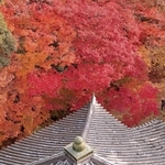 境内を鮮やかに彩るモミジ＝南あわじ市八木馬回、成相寺（ドローンで撮影）