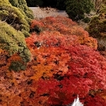 境内を鮮やかに彩るモミジ＝南あわじ市八木馬回、成相寺（ドローンで撮影）