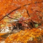 境内を彩る紅葉＝南あわじ市、成相寺（撮影・大田将之）