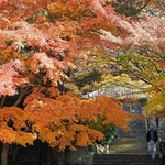 境内を彩る紅葉＝南あわじ市、成相寺（撮影・大田将之）