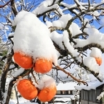 兵庫県北部の集落で雪景色がみられ、柿の実にも雪が積もった＝４日午前、兵庫県香美町村岡区熊波