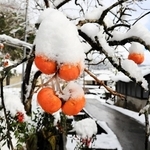 オレンジ色の柿の実にも雪が積もった＝４日午前、香美町村岡区熊波