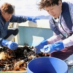 底引き網にかかったヒトデを調べる小林格さん（右）＝洲本市沖（小林格さん提供）