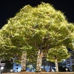 ＬＥＤ照明で飾られたヒマラヤスギ＝神戸市灘区六甲台町、神戸大学