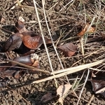 福田川沿いのシイタケ。落ち葉に交じりながら、あちこちに落ちている＝１１月１７日、神戸市垂水区御霊町