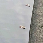 岸に沿って連なるように流れていくシイタケ（岩瀬勲さん提供）