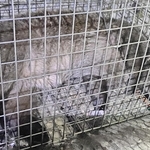 わなで捕獲されたハクビシン＝神戸市立医療センター中央市民病院（同病院提供）