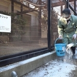 クジャクなどの鳥舎周辺に消石灰を散布する職員＝姫路市立動物園（撮影・辰巳直之）