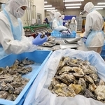 昨シーズンから冷凍保存されていたカキの袋詰め作業。海外輸出分が大半を占める中、県漁連水産加工センターの担当者は「今は在庫分を出荷できるからいいが、今後買い付けできなかったらどうなるか」と心配する＝姫路市白浜町（撮影・辰巳直之）