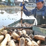 泥田から収穫されたレンコン＝姫路市大津区勘兵衛町１