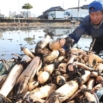田舟で収穫されたレンコン＝姫路市大津区勘兵衛町１