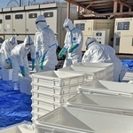 鳥インフルエンザが発生した養鶏場で作業を進める防護服姿の兵庫県職員ら＝１６日午前、姫路市内（県提供）