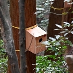山道沿いの樹上に取り付けられた巣箱＝神戸市灘区の摩耶山