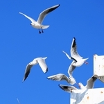 神戸港を飛び交うユリカモメ＝神戸市中央区波止場町