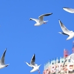 神戸港を飛び交うユリカモメ＝神戸市中央区波止場町