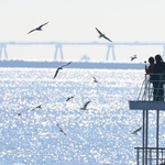 神戸港を飛び交うユリカモメ＝神戸市中央区波止場町