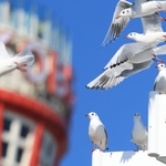 神戸港を飛び交うユリカモメ＝神戸市中央区波止場町