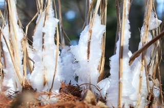 冷え込みによって茎に氷の結晶ができたシモバシラ＝４日午前、神戸市北区山田町上谷上、市立森林植物園