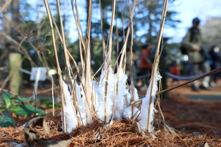 冷え込みによって茎に氷の結晶ができたシモバシラ＝４日午前、神戸市北区山田町上谷上、市立森林植物園