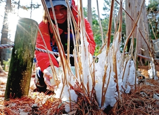数日来の冷え込みで茎に氷の結晶ができたシモバシラ＝４日午前、神戸市北区山田町上谷上、市立森林植物園