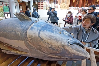 全長３メートルのクロマグロ。参拝者が次々と硬貨を張り付けた＝８日午前、西宮市社家町（撮影・小林良多）