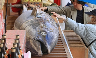 十日戎を前に奉納された約３メートルのクロマグロ。参拝者が次々と硬貨を貼り付けた＝８日午前、西宮市社家町（撮影・小林良多）