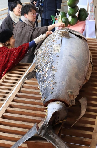 十日戎を前に奉納された約３メートルのクロマグロ。参拝者が次々と硬貨を貼り付けた＝８日午後、西宮市社家町（撮影・小林良多）