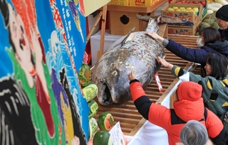 十日戎を前に奉納された約３メートルのクロマグロ。参拝者が次々と硬貨を貼り付けた＝８日午後、西宮市社家町（撮影・小林良多）
