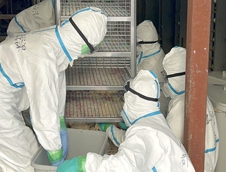 高病原性鳥インフルエンザ陽性のニワトリが出た養鶏場で、処分作業を実施する県職員ら＝８日午前、姫路市内（兵庫県提供）