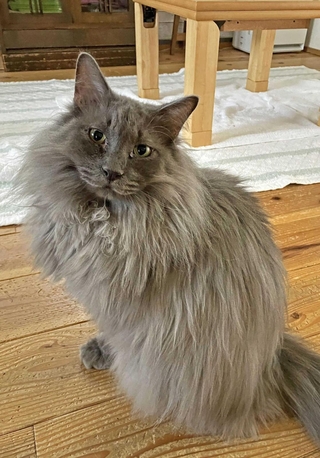 功労動物の表彰を受けたセラピー猫のあまん（らぽーる提供）