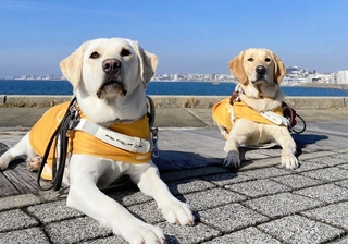 盲導犬の医療や環境維持費支援を求めてクラウドファンディングが実施されている（兵庫盲導犬協会提供）