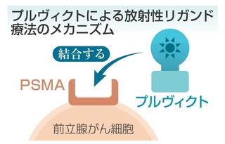プルヴィクトによる放射性リガンド療法のメカニズム
