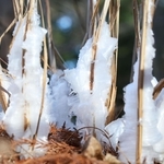 冷え込みによって茎に氷の結晶ができたシモバシラ＝４日午前、神戸市北区山田町上谷上、市立森林植物園