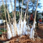 冷え込みによって茎に氷の結晶ができたシモバシラ＝４日午前、神戸市北区山田町上谷上、市立森林植物園