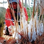 数日来の冷え込みで茎に氷の結晶ができたシモバシラ＝４日午前、神戸市北区山田町上谷上、市立森林植物園