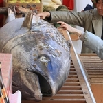 十日戎を前に奉納された約３メートルのクロマグロ。参拝者が次々と硬貨を貼り付けた＝８日午前、西宮市社家町（撮影・小林良多）