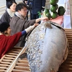 十日戎を前に奉納された約３メートルのクロマグロ。参拝者が次々と硬貨を貼り付けた＝８日午後、西宮市社家町（撮影・小林良多）