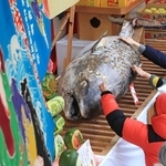 十日戎を前に奉納された約３メートルのクロマグロ。参拝者が次々と硬貨を貼り付けた＝８日午後、西宮市社家町（撮影・小林良多）