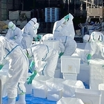 高病原性鳥インフルエンザ陽性のニワトリが出た養鶏場で、処分作業を実施する県職員ら＝８日午前、姫路市内（兵庫県提供）