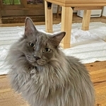 功労動物の表彰を受けたセラピー猫のあまん（らぽーる提供）