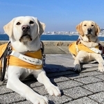 盲導犬の医療や環境維持費支援を求めてクラウドファンディングが実施されている（兵庫盲導犬協会提供）