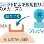 プルヴィクトによる放射性リガンド療法のメカニズム